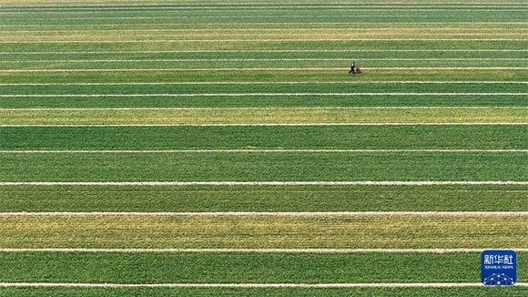 3月14日，在菏澤市鄆城縣潘渡鎮(zhèn)，農(nóng)民在麥田里施肥（無人機(jī)照片）。