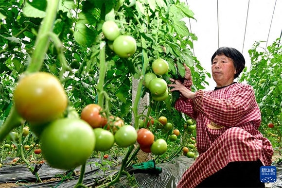 3月13日，在菏澤市鄆城縣張營街道，農(nóng)民在設(shè)施大棚里打理西紅柿。