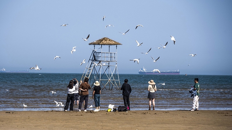 2024年5月12日，河北秦皇島，北戴河鴿子窩公園成群海鷗在天空中自由翱翔，與大海、藍天構(gòu)成了一幅美麗的畫卷。