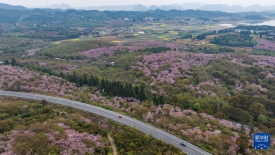清鎮(zhèn)市紅楓湖鎮(zhèn)右二村旁的道路與花海相映（4月5日攝，無人機照片）。