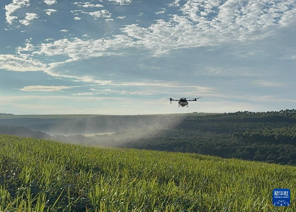 3月25日，在南非夸祖魯-納塔爾省的方廷希爾莊園，中國農(nóng)用無人機(jī)為甘蔗林噴灑殺菌劑。新華社記者 白舸 攝