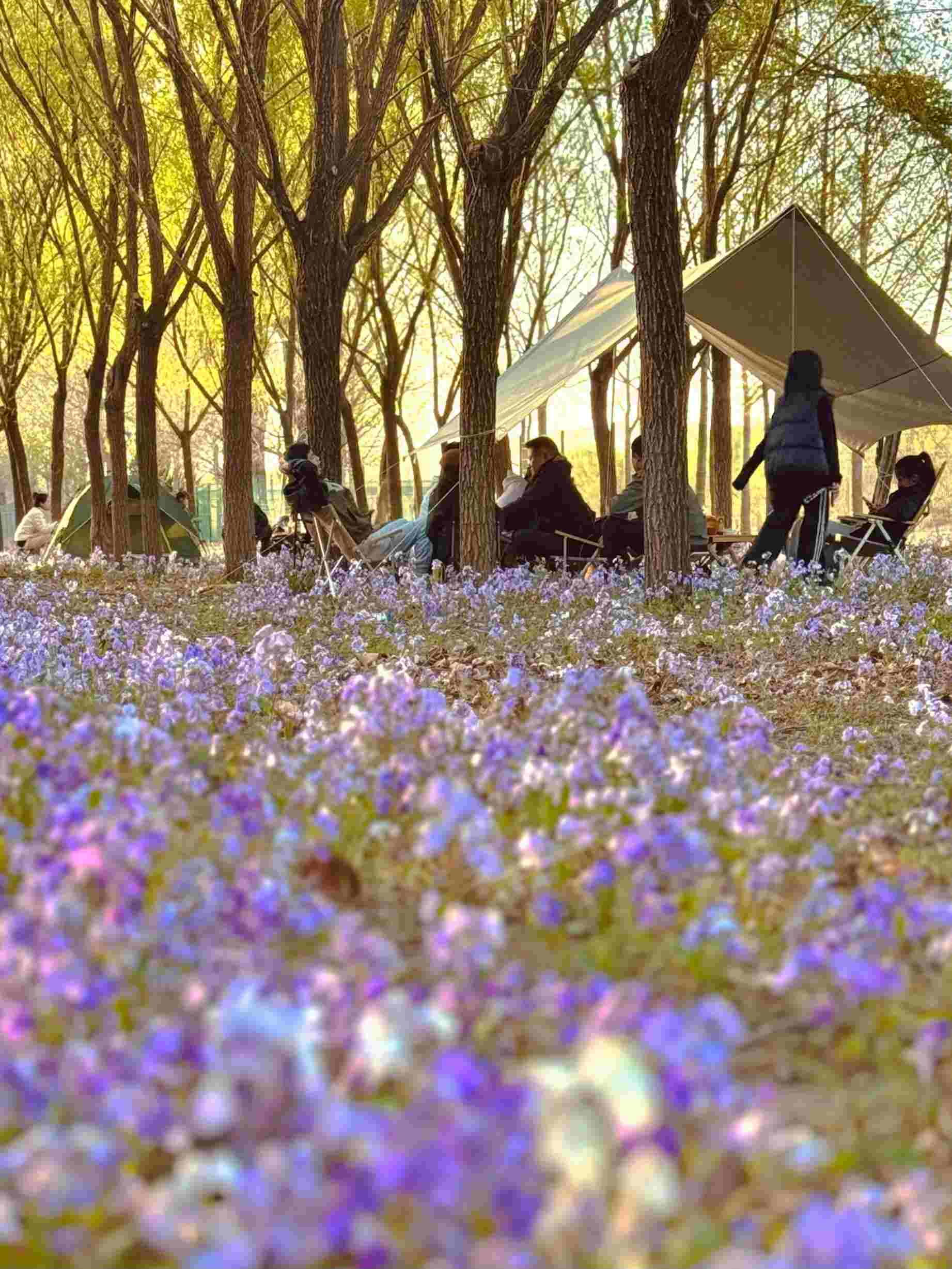 清明假期期間，范女士一家在北京溫榆河邊露營。受訪者供圖