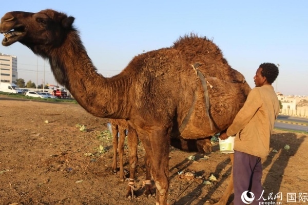 工人在給駱駝擠奶。人民網(wǎng) 納達(dá)爾·達(dá)烏德攝