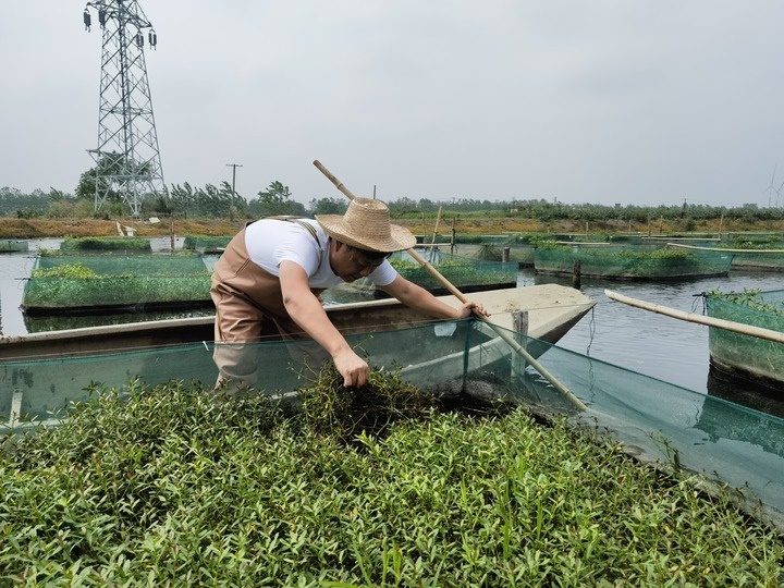陳樹在湖北省仙桃市剅河鎮(zhèn)余腦村黃鱔繁育基地觀察黃鱔長勢。新華社記者宋立崑 攝