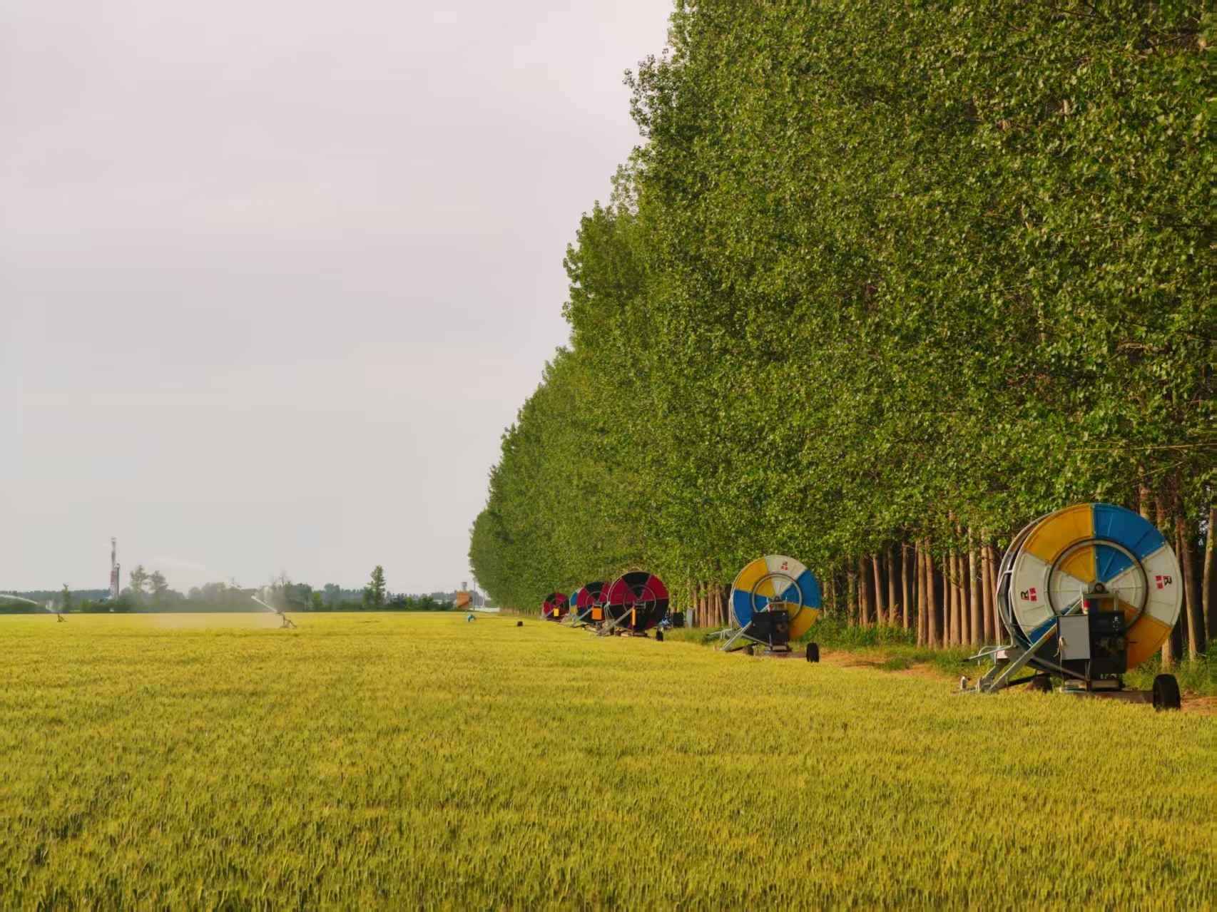 陜西華陰市華西鎮(zhèn)農(nóng)墾農(nóng)場正在作業(yè)的卷盤式噴灌機(jī)。受訪者供圖