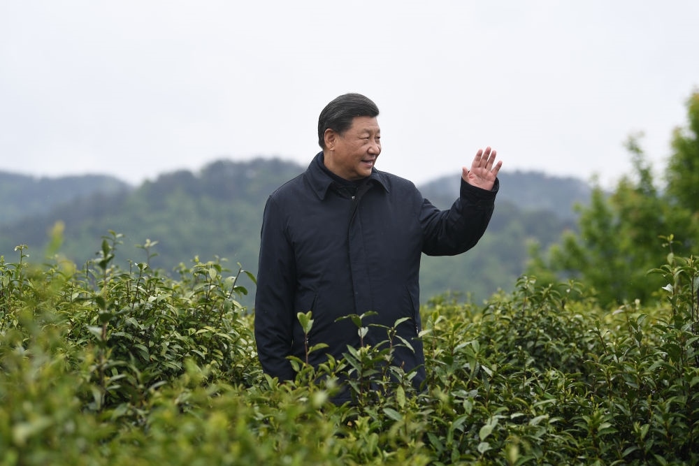 2020年4月21日，習(xí)近平總書(shū)記來(lái)到陜西安康市平利縣老縣鎮(zhèn)，在茶園考察脫貧攻堅(jiān)情況。新華社記者 燕雁 攝