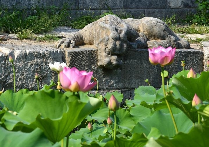 萬(wàn)寧橋位于北京地安門外大街中部、什剎海東岸，是北京中軸線上最古老的橋梁，至今已有700多年歷史。近年來(lái)，北京市持續(xù)為萬(wàn)寧橋“瘦身減負(fù)”，橋體風(fēng)貌得以完整展現(xiàn)，方便游客走近欣賞，深入了解古橋承載的價(jià)值和內(nèi)涵。這是2023年7月18日拍攝的北京萬(wàn)寧橋橋東的鎮(zhèn)水獸。